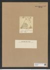 Amphitetras lata (Grev.) De-Toni (de-Toni-Nr.: Genus 137, Species 3606) Zeichnungen Sammlung Grunow Nr. 7103 (NHMW-BOT-W0376058)